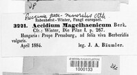 Puccinia brachypodii image